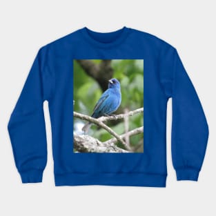 Indigo Bunting Crewneck Sweatshirt